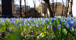 Zilsniedzītes Lielajos kapos.