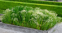 Kumelītes ir mazprasīgas, viegli audzējamas un piemērotas arī augstajām dobēm.