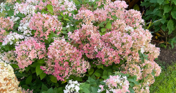 Skarainajai hortenzijai ‘Living Touch of Pink’ apgriež tikai dzinumu galus.