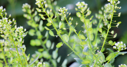 Tīruma naudulis satur flavonoīdus, glikozīdus, saponīnus, alkaloīdus, augu eļļas, linolskābi, oleīnskābi un citas dabīgās taukskābes, C vitamīnu un citas vērtīgas vielas.