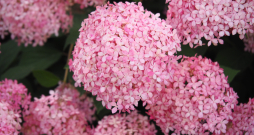 ‘Pink Annabelle’ (‘Invincibelle Spirit’)