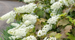 ‘Snow Queen’ 