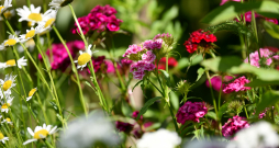 Studentu neļķes un margrietiņas. Studentu neļķes un margrietiņas.