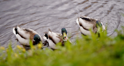 Pīles Uzvaras parkā. Pīles Uzvaras parkā.