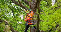 Kokus novērtē, kopj un to bīstamību nosaka sertificēti kokkopji jeb arboristi.