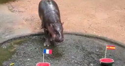 Pundurnīlzirgu meitene Mū Denga zoodārzā Čonburi, Taizemē.