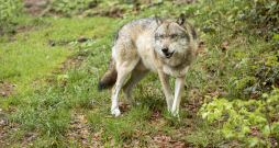 Vilks. Vilks.