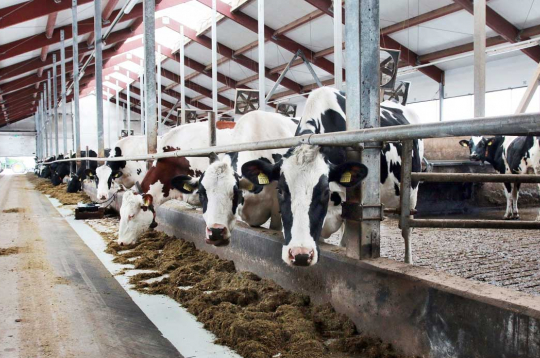 Govju ferma. Ilustratīvs attēls.