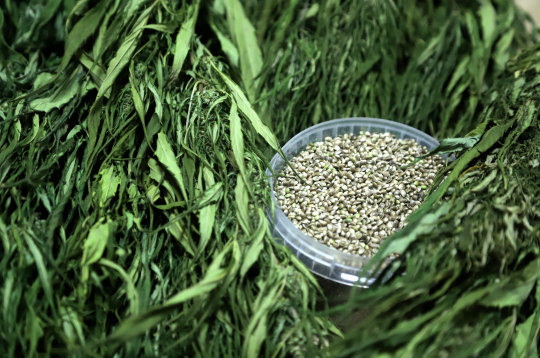 Kaņepes un to sēklas.