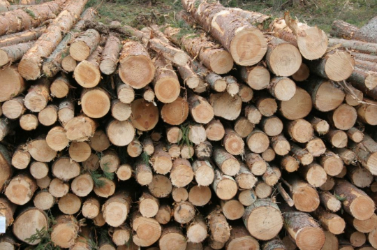 Baļķi izcirtumā. Ilustratīvs attēls.