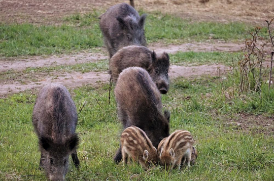 Mežacūkas. Mežacūkas.