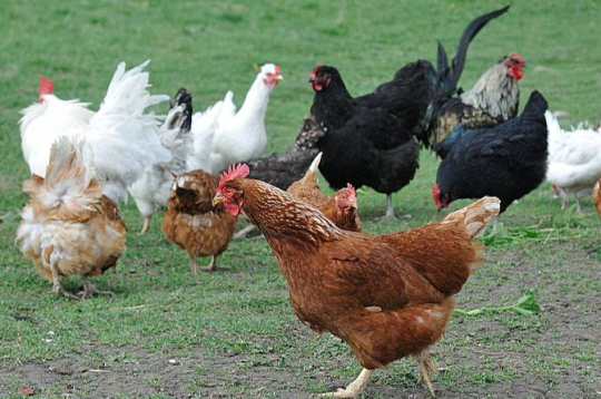 Vistas. Ilustratīvs attēls.