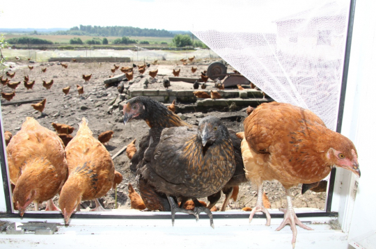 Vistas. Ilustratīvs attēls. Vistas. Ilustratīvs attēls.