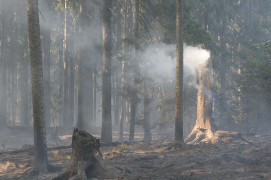 Meža ugunsgrēks.