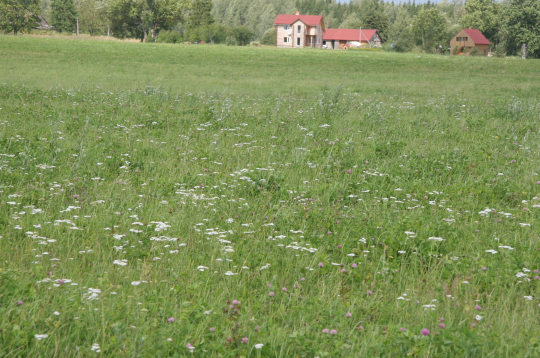 Bioloģiskās pļavas Madonas pusē. 