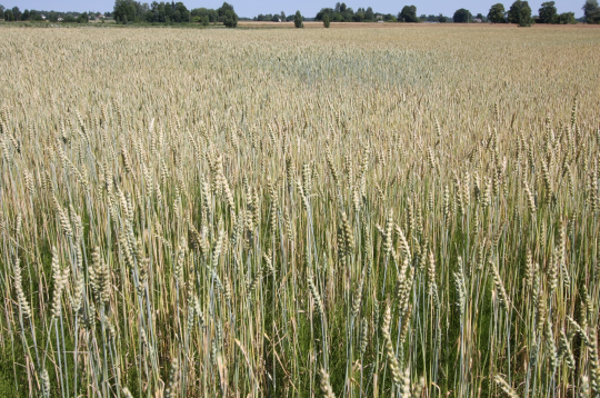 Pēc zemes apsaimniekošanas kritērija pirmajā vietā atdeves ziņā ir graudkopība.