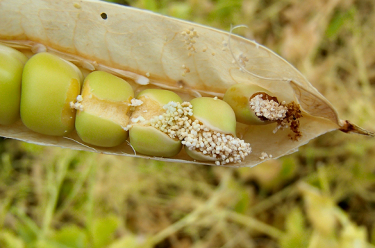 Zirņu tinēja kāpuru bojāti graudi.