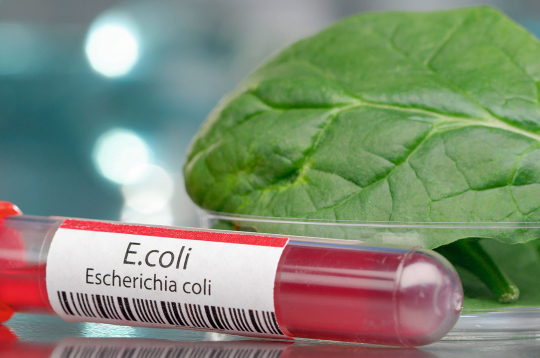 'E. coli' baktērijai ir daži celmi, kas veido toksīnus, kuri bojā zarnu gļotādu un var izraisīt slimības.