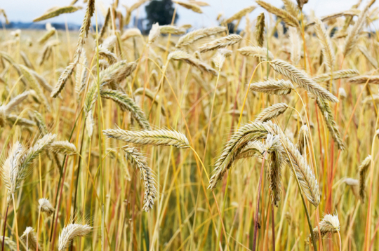 Populārā rudzu šķirne 'Kaupo'.