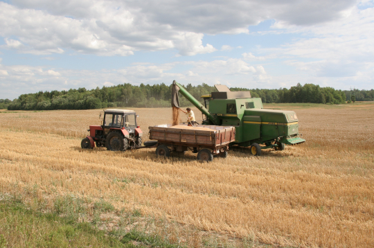 Labības novākšana Kurzemes pusē.