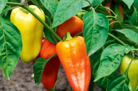 Paprika. Ilustratīvs attēls.