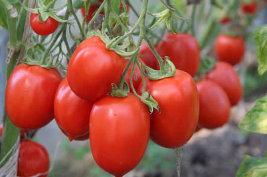 Tomāti. Ilustratīvs attēls.
