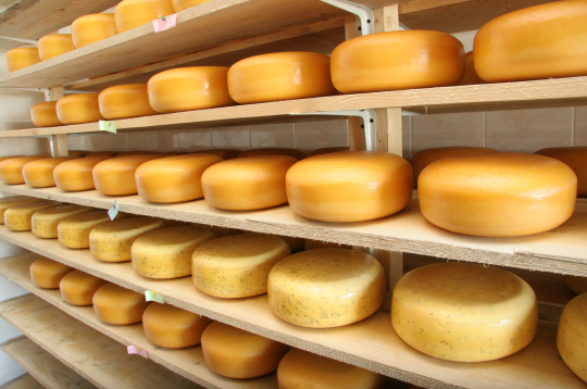 Siers. Ilustratīvs attēls.