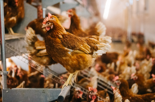 Vistas. Ilustratīvs attēls.