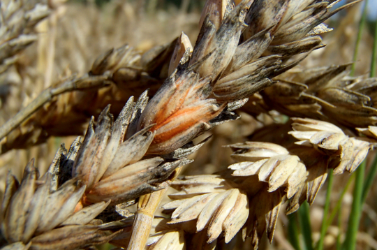 Vārpu fuzarioze. Vārpu fuzarioze.