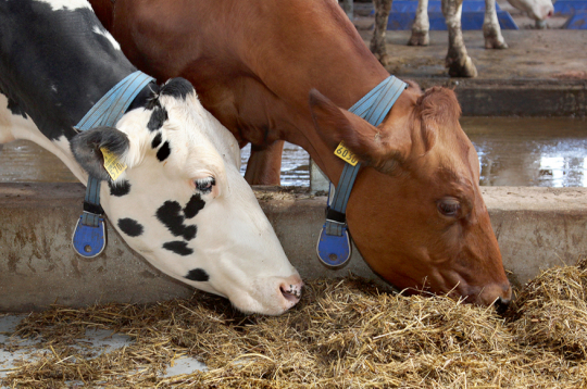 Ēdināšanai ir nepārvērtējama nozīme ganāmpulka veselības un produktivitātes nodrošināšanā