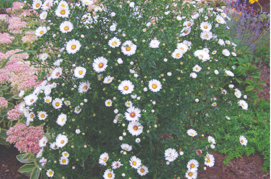 Jaunbeļģijas ziemastere "Magic White'. 