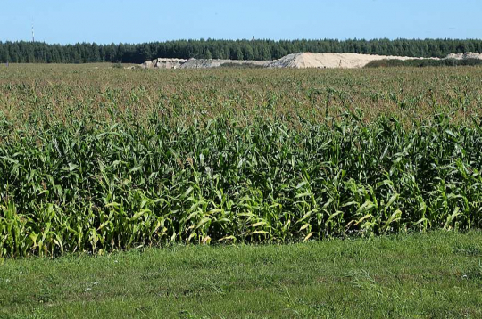Kukurūzas lauks.