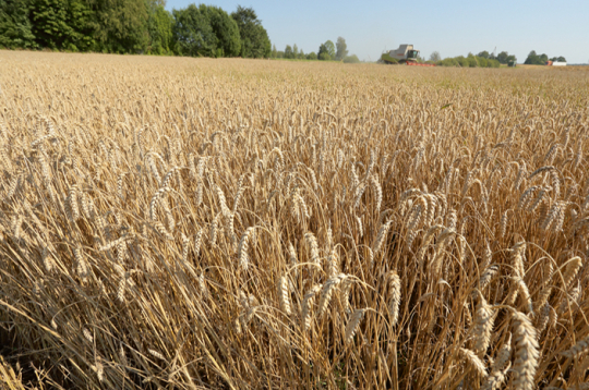 Ziemas kviešu lauks.