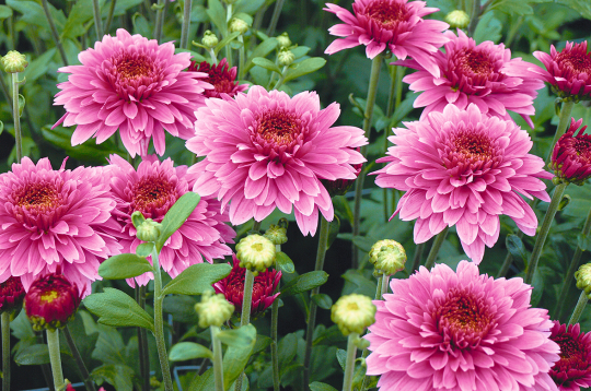 Visas mārtiņrozes zied rudenī, jo tās ziedēt rosina garākās naktis.