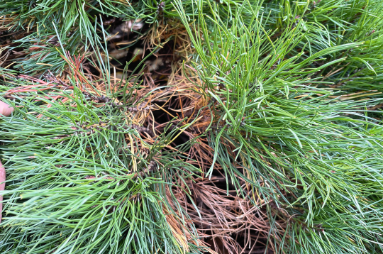 Kalnu priedītes vecās skujas sabirst vainaga vidū. Kalnu priedītes vecās skujas sabirst vainaga vidū.