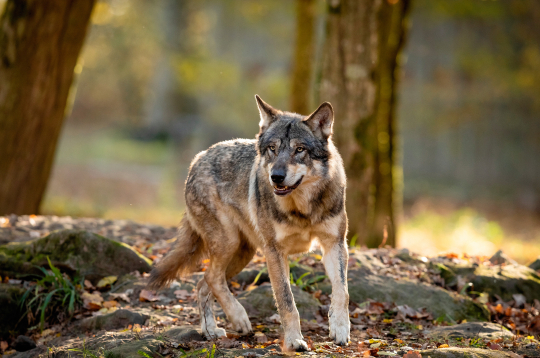Vilki kļūst arvien pārdrošāki.