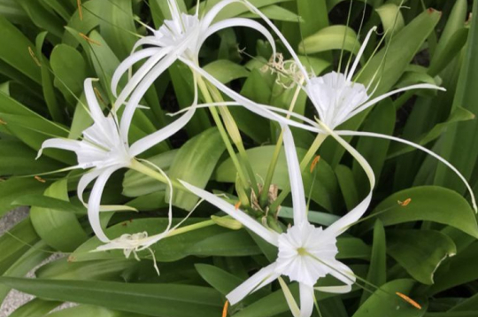 Ismēnes jeb himenonekallas.