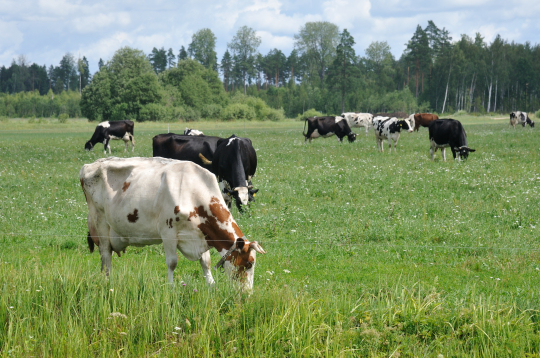 Govis ganībās. Ilustratīvs attēls.