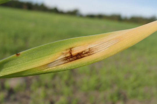 Miežu lapu tīklplankumainība rudenī.