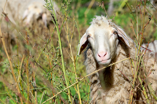 Aitas. Ilustratīvs attēls.