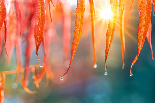 Ja Katrīnas dienā līst, Andreja dienā būs salna.