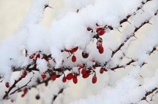Ziema. Sniegs. Ilustratīvs attēls.