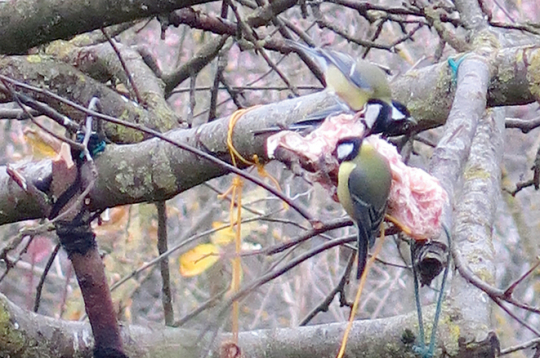 Ilustratīvs attēls.