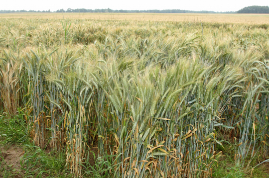 Tritikāles lauks. Tritikāle - labības augs, kas izveidots, krustojot kviešus (Triticum) un rudzus (Secale).
