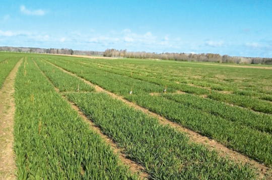 Ziemas kviešu izmēģinājuma lauks.
