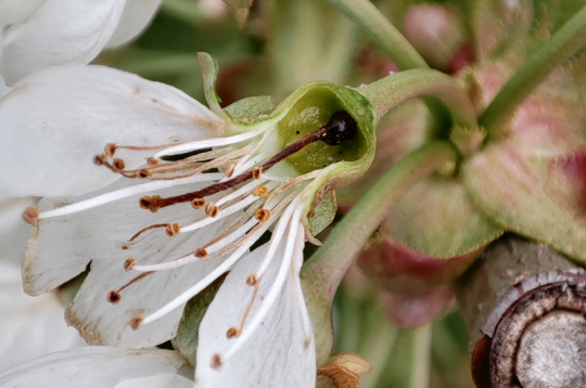 Salnās bojātie saldo ķiršu ziedi.