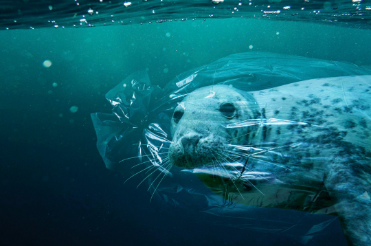 Daudzi ūdens dzīvnieki cieš plastikāta atkritumu dēļ – viņi tajos sapinas vai arī ēd...