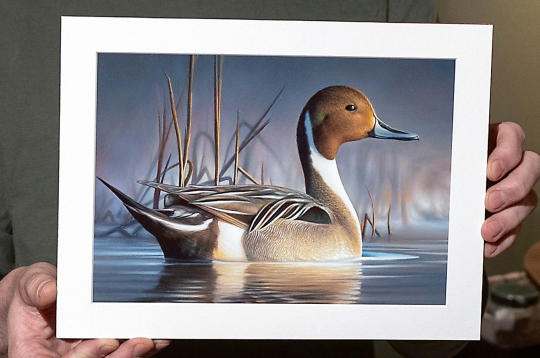 2024./2025. gada sezonas "Federal Duck Stamp" konkurss par attēlu, kas būs redzams uz gaidāmās medību sezonas markas, aizvadīts jau pagājušā gada septembrī. Tajā uzvarējis mākslinieks Čaks Bleks, kas eļļas glezniecības tehnikā uzgleznojis garkakli.