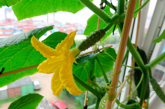 Gurķus agri pavasarī var izaudzēt arī uz palodzes istabā, tikai jāizvēlas gaismas mazprasīgas šķirnes.