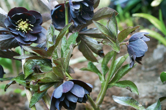 Pildītajām sniegrozēm ir milzīga hibrīdu dažādība.